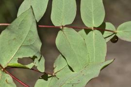 Tutsan leaves are stalkless and are paler on the undersides.