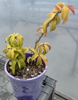 Leaf cactus may have yellow or green leaves and they may be pinkish on the underside. 