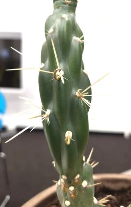 Rope pear has 2-12 spines per areole.