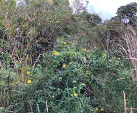 Ludwigia is an upright shrub that can outcompete native plants.