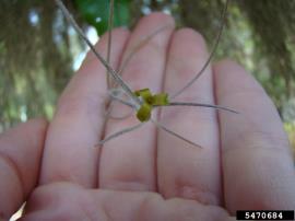 A small green Spanish moss flower. 