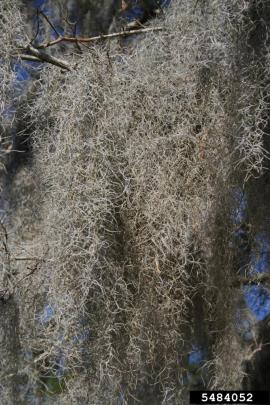 Spanish moss stems and leaves are blue-grey when dry. 