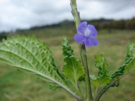 Cayenne snakeweed has purplish blue flowers with five petals.