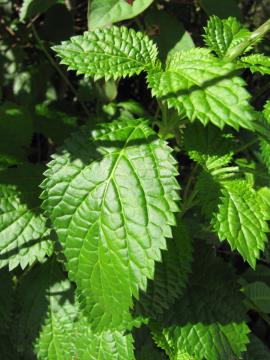 Cayenne snakeweed leaves have toothed edges and prominent veins.