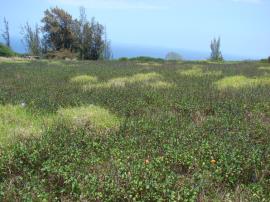 A large cayenne snakeweed infestation in flower.
