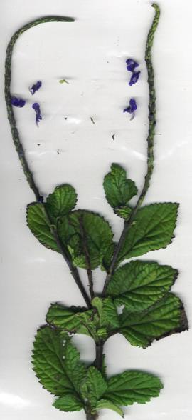 A cayenne snakeweed plant showing the long flower stem.