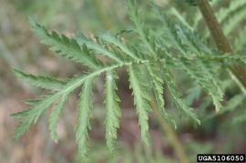 Common tansy leaves are divided twice into toothed lobes giving a fer-like appearance.