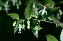 Bridal creeper (Asparagus asparagoides) has shiny green leaf-like cladodes and small white flowers.