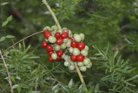 Ground asparagus (Asparagus aethiopicus) berries are bright red when ripe.