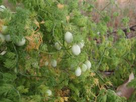 Bridal veil creeper (Asparagus declinatus) fruit are whitish or bluish-grey when mature. This species is prohibited matter.