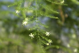 Climbing asparagus fern (Asparagus plumosus) has fine cladodes and bell shaped flowers.