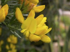 Genista linifolia - Flax leaf broom