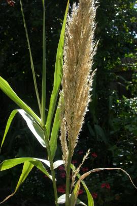 Giant reed has silky seedheads, which are large and plume-like. 