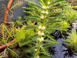Small, white, female flowers growing in the leaf axils. (Male flowers are not present in Australia.)