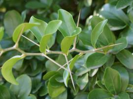 Close up of leaves and spines alternate along a branch.