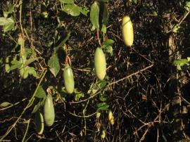 Banana passionfruit has elongated fruit which is yellow to pale orange when ripe.