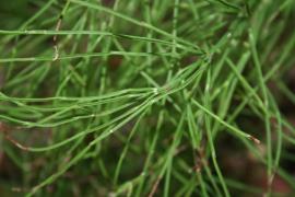 Close up of common horse tail (E. arvense) showing the branches forming at the nodes on the stem.