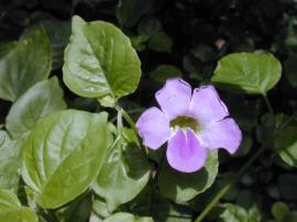 A purple creeping foxglove flower with the lower lobe slightly darker than the other 4 lobes.