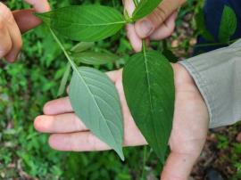 Chinese violet leaves are paler on the underside.