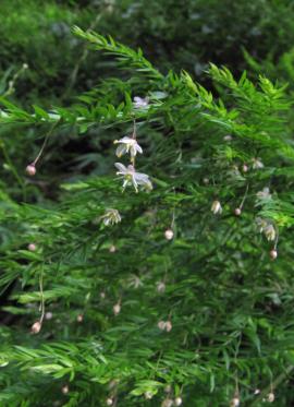 Snakefeather with white flowers and flower buds hanging down from branches.