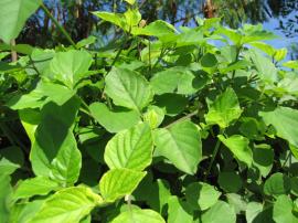 Creeping foxglove leaves are often oval shaped with a pointed tip.