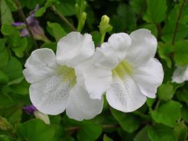 Two white creeping foxglove flowers with pale yellow centres. 