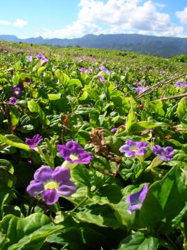 A dense infestation of creeping foxglove in Hawaii.