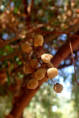 Ripe, round, yellowish, willow rhus berries.