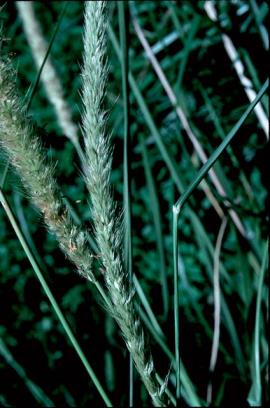 African feather grass flower spikes are green when young.