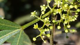 Small, greenish-yellow flowers grow in clusters. 