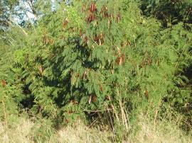 Leucaena has shiny brown seed pods.