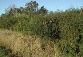 Leucaena infestation show plants with green and brown seed pods.