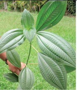 Miconia racemosa has distinct veins on the large green leaves.