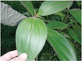 Miconia nervosa leaves have purplish red hairs on the veins.
