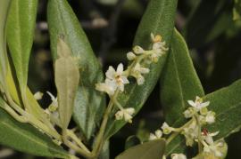 Close up of the small white African olive flowers.