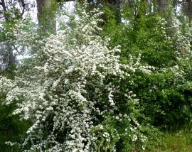 A hawthorn shrub with dense clusters of flowers.
