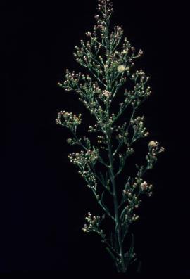 Tall fleabane, Conyza sumatrensis also known as C. albida