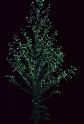 Fleabane, Conyza parva