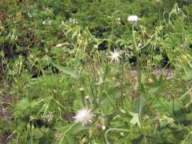 Garden geranium dominates understorey species and produces masses of seeds.