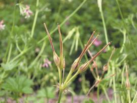 The seeds of garden geranium are contained within a distinctive pod shaped like a crane’s bill.