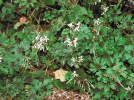 Garden geranium can be distinguished by purple-brown horseshoe-shaped markings on the leaves.