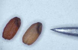 Giant Parramatta grass seeds.