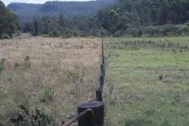 Giant Parramatta grass management effects, Nymboida