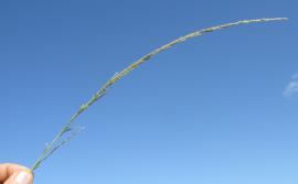 Giant Parramatta grass seed heads.