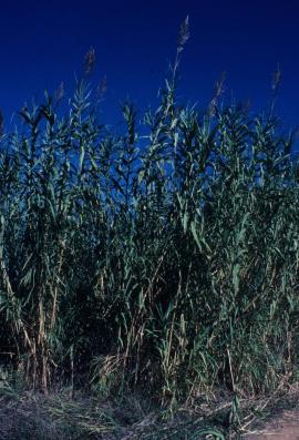 Giant reed infestation