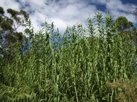 Giant reed is a tall grass that forms dense infestations.