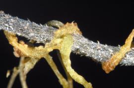 Dodder, Cuscuta spp., Convolvulaceae or morning glory family