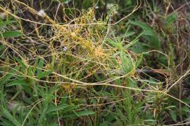 Golden dodder tangles around leaves and stems of other plants