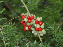 Ground asparagus has small round berries that ripen to bright red.