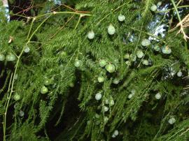 Climbing asparagus fern.